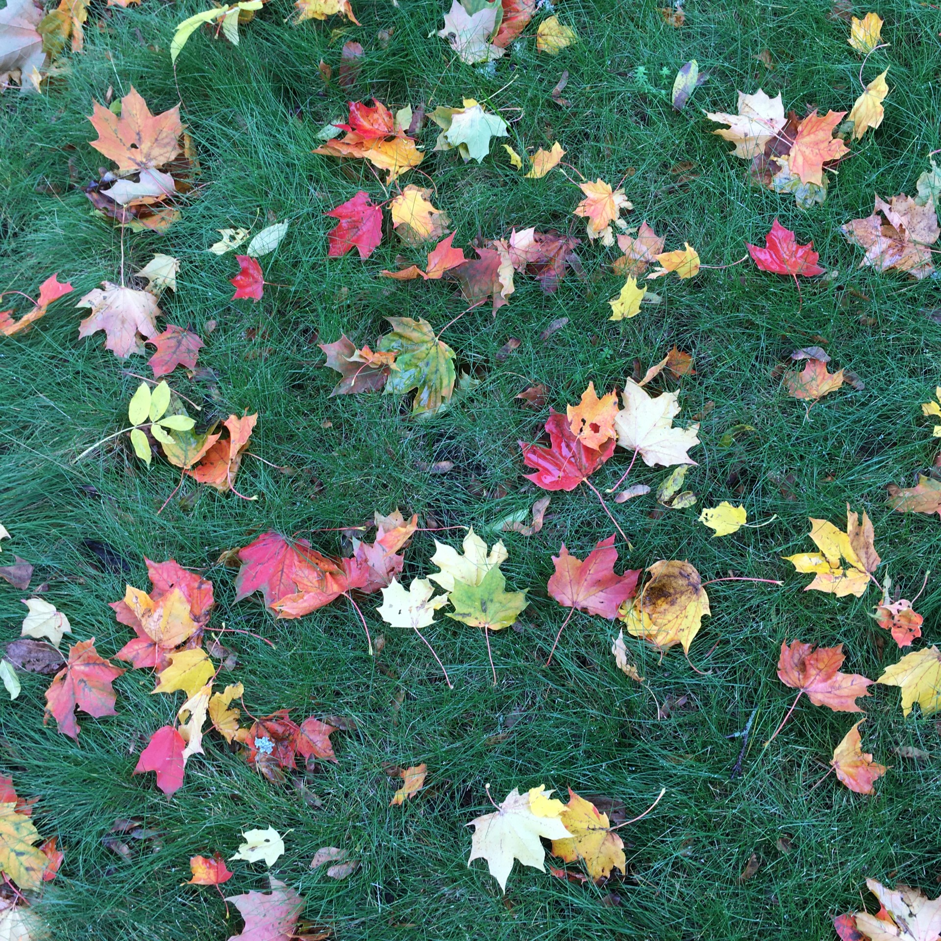 Höst på Kärsögården